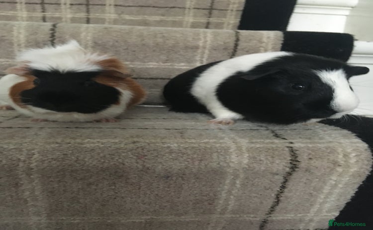 Guinea Pig rodents - Advert 10