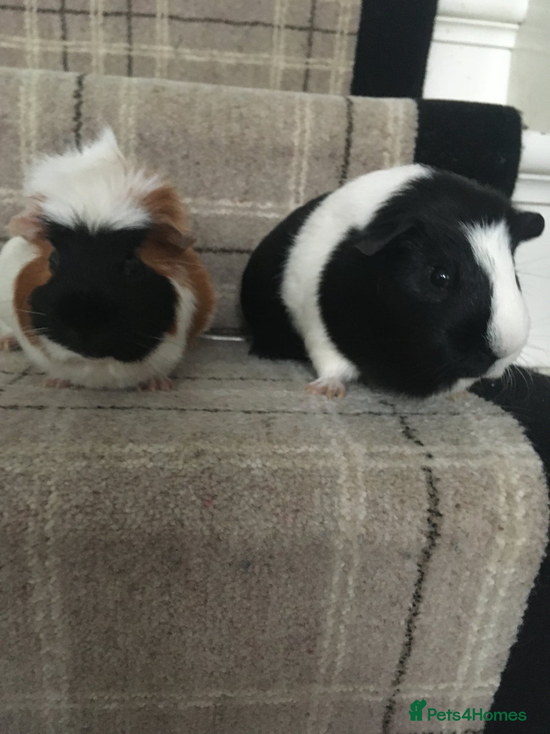 Guinea Pig rodents for sale: 2 lovely male Guinea pigs 4.5 year olds - FREE - Image 1