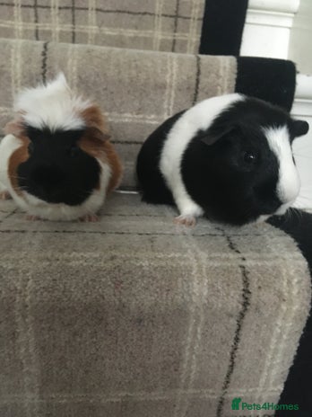 Guinea Pig rodents - Advert 9