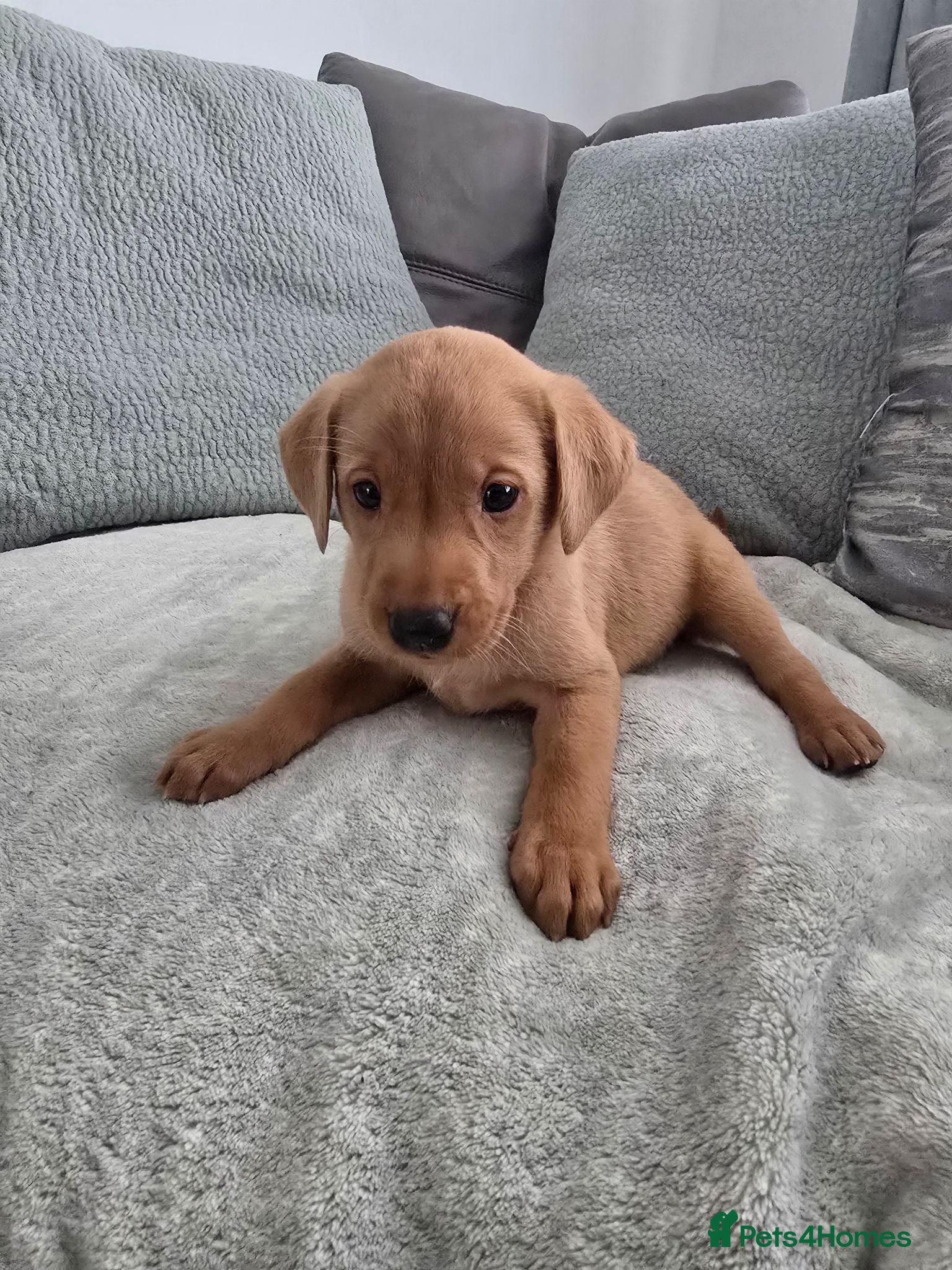 Labrador Retriever dogs Fox red labrador puppies  - Advert 2