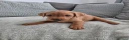 Labrador Retriever dogs for sale: Fox red labrador puppies  in Sunderland - Advert 2
