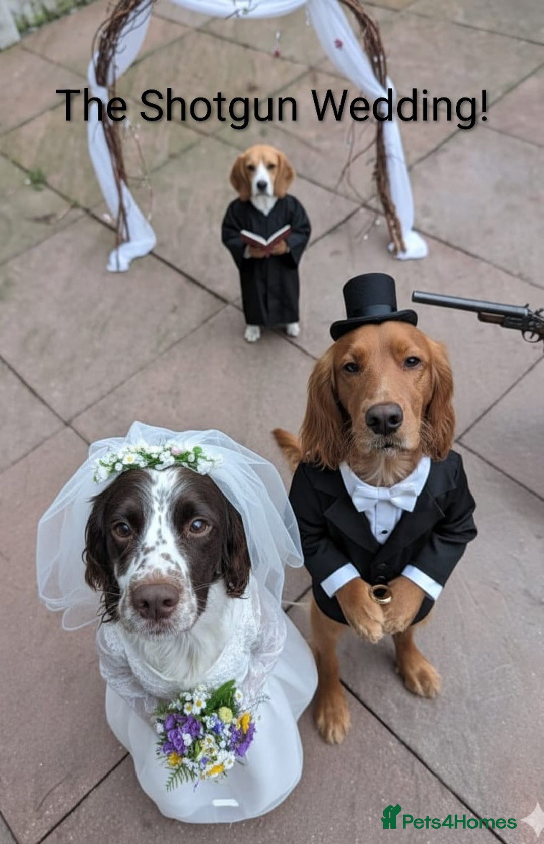 Sprocker dogs for sale: Chunky Sprocker Spaniel puppies - Advert 6