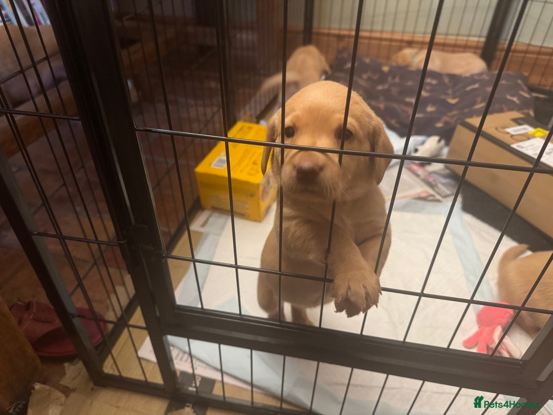 Labrador Retriever dogs for sale: 6 Pedigree Fox Red Labrador Puppies - Image 5