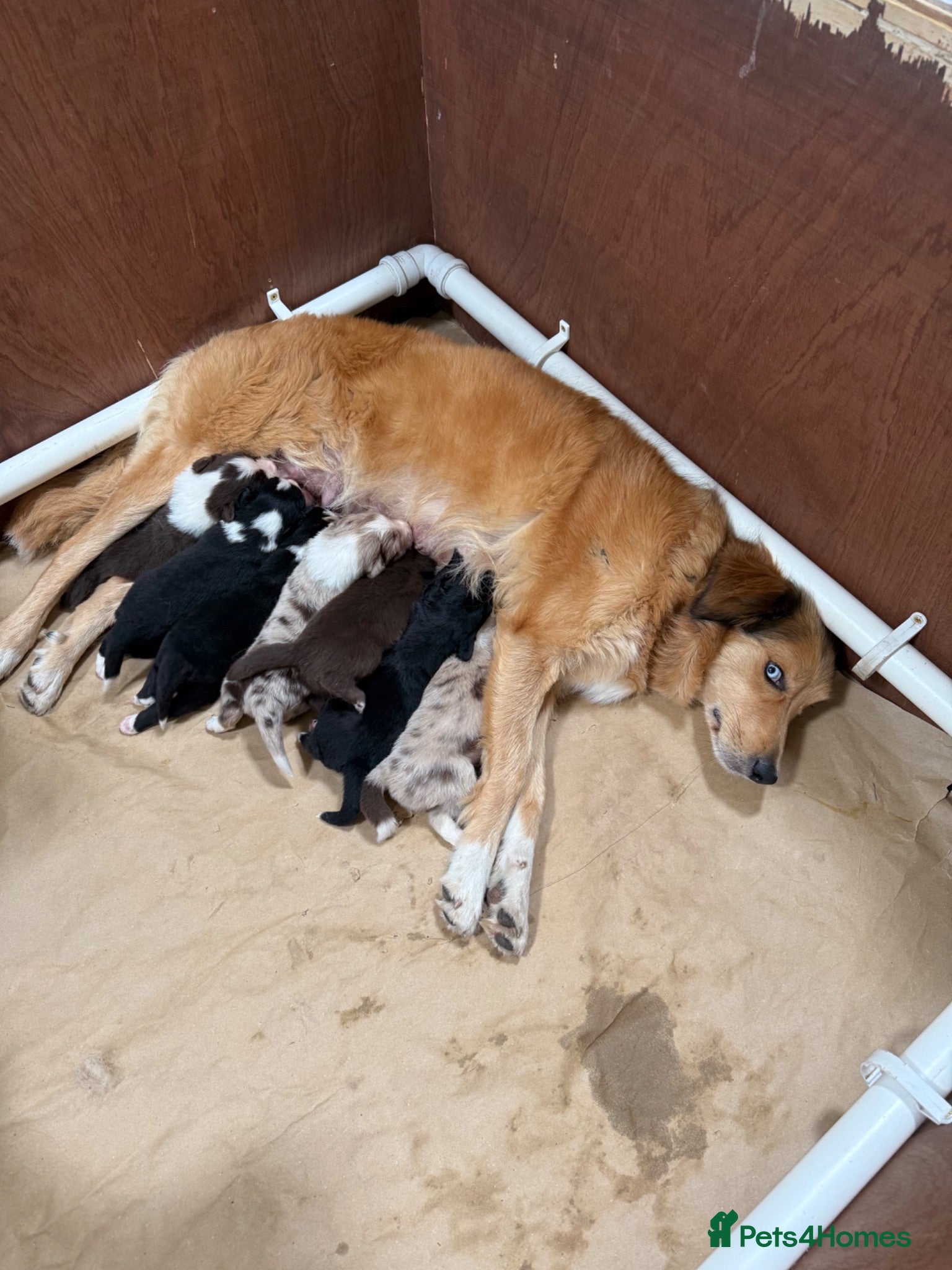 Border Collie dogs Red, Black, Merle Collie Puppies  - Advert 1