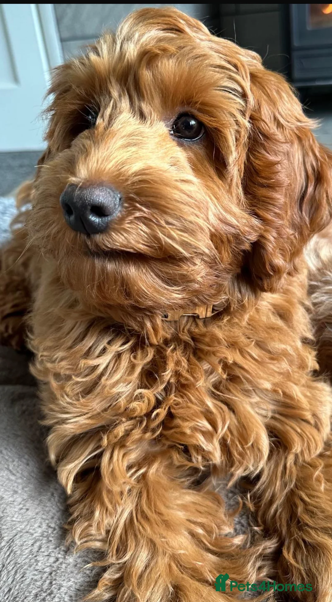 Cockapoo dogs for sale: Female Cockapoo - Advert 4