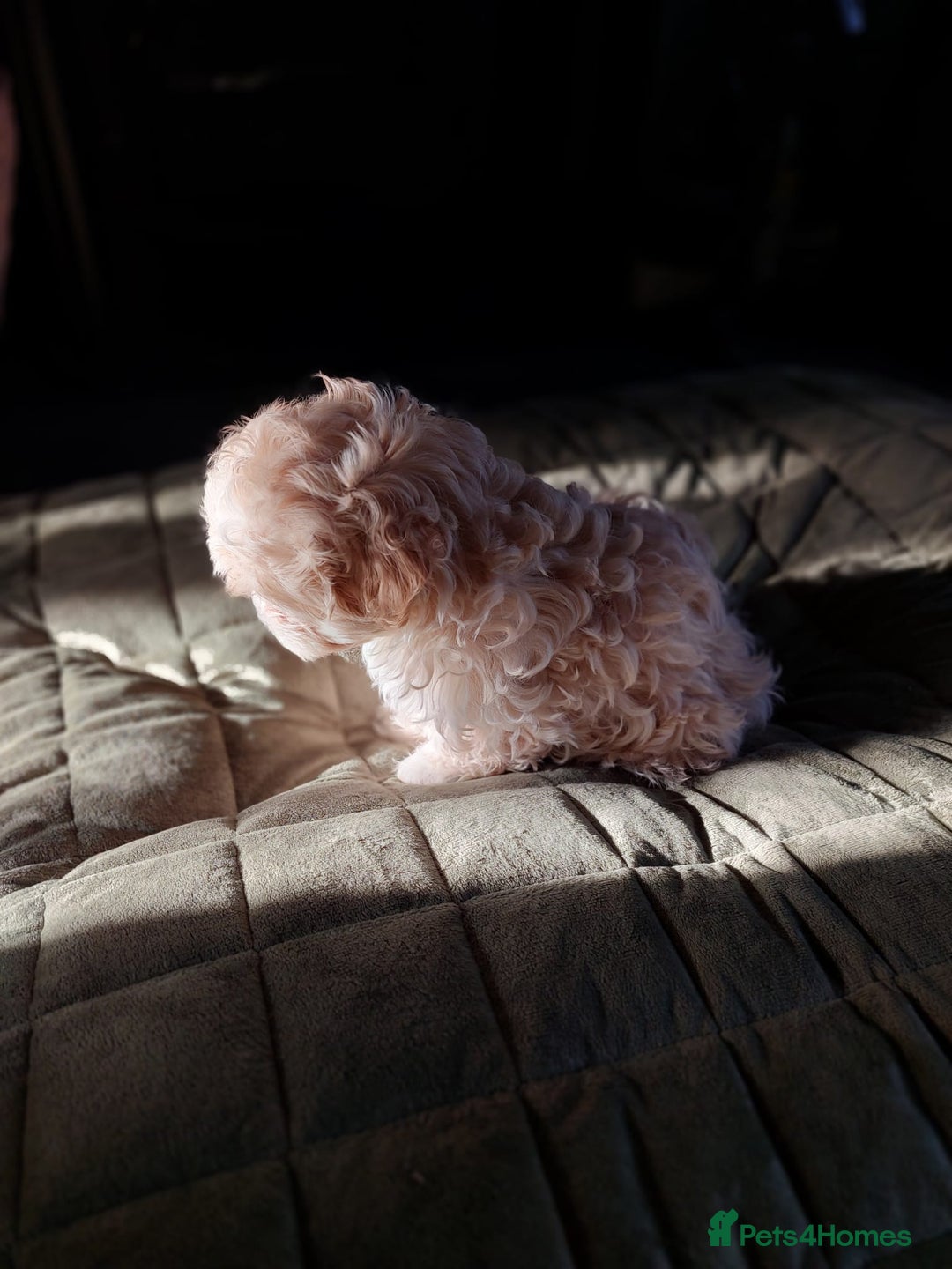 Shihpoo dogs for sale: 6 shihpoo puppy's got sale  - Advert 6