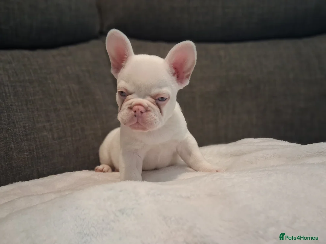 French Bulldog dogs for sale: Frenchie pups in Tilbury - Advert 5