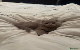 Scottish Fold cats for sale: Scottish Fold / Ragdoll - Image 4