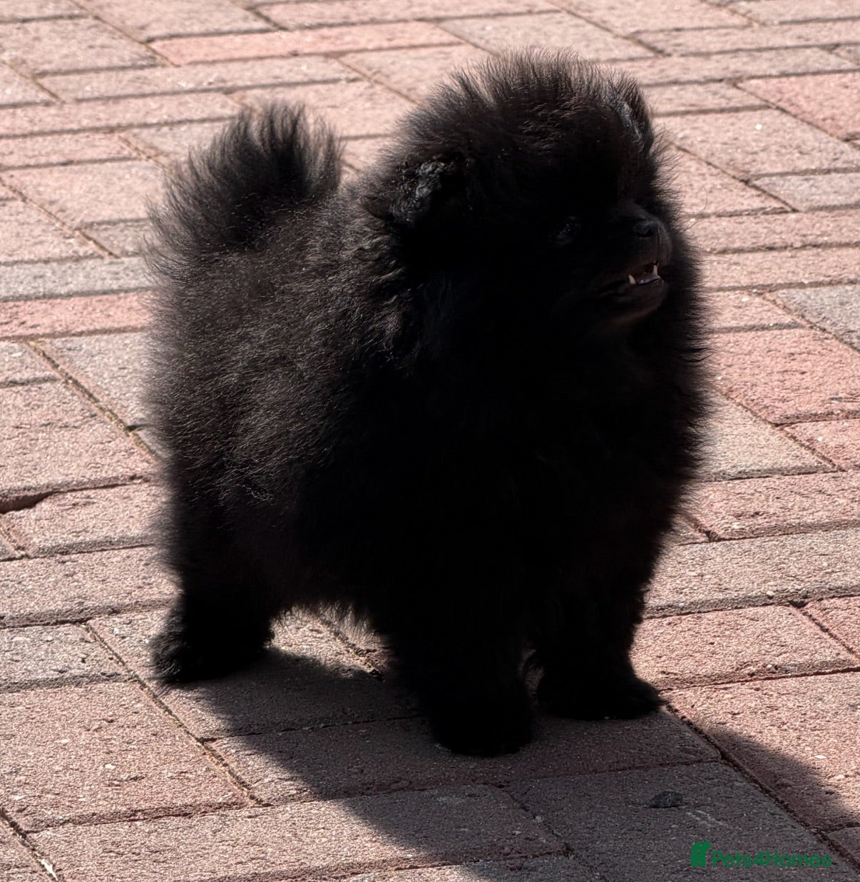 Pomeranian dogs 🧸 TOP QUALITY TEDDY BEAR POMS 🧸 - Advert 1