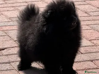 Pomeranian dogs 🧸 TOP QUALITY TEDDY BEAR POMS 🧸 - Advert 1