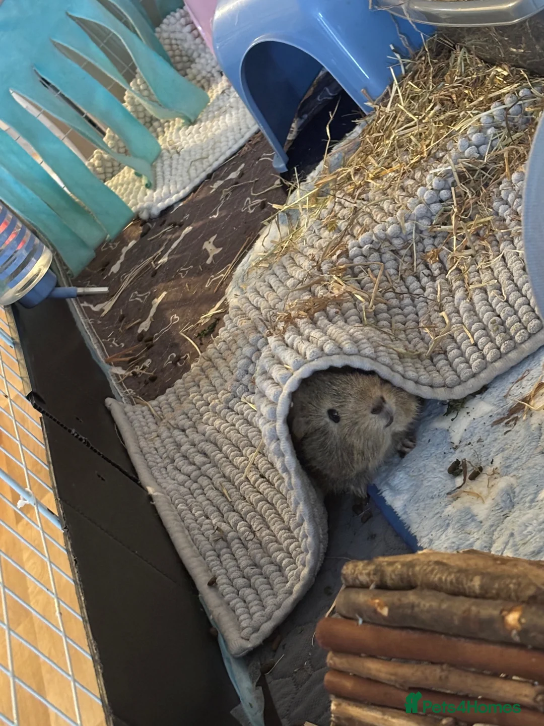 Guinea Pig rodents for sale: Two female guinea pigs for rehome - Advert 7
