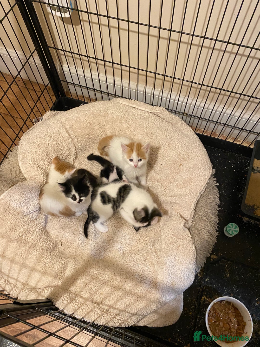 Mixed Breed cats for sale: Adorable Kittens  - Advert 5