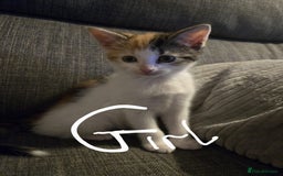 Domestic Shorthair cats for sale: Kittens  - Image 8