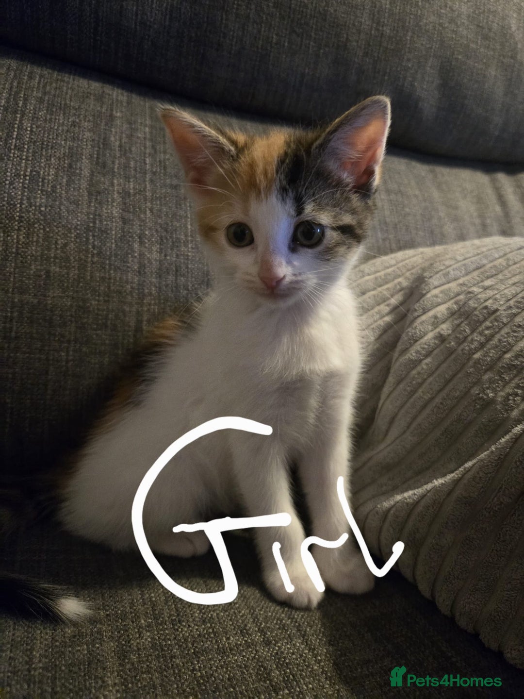 Domestic Shorthair cats for sale: Kittens  - Image 8
