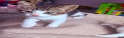 Mixed Breed cats for sale: Beautiful kittens for sale - Advert 3