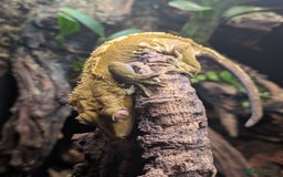 Gecko reptiles for sale: Flame Crested Gecko - Image 2