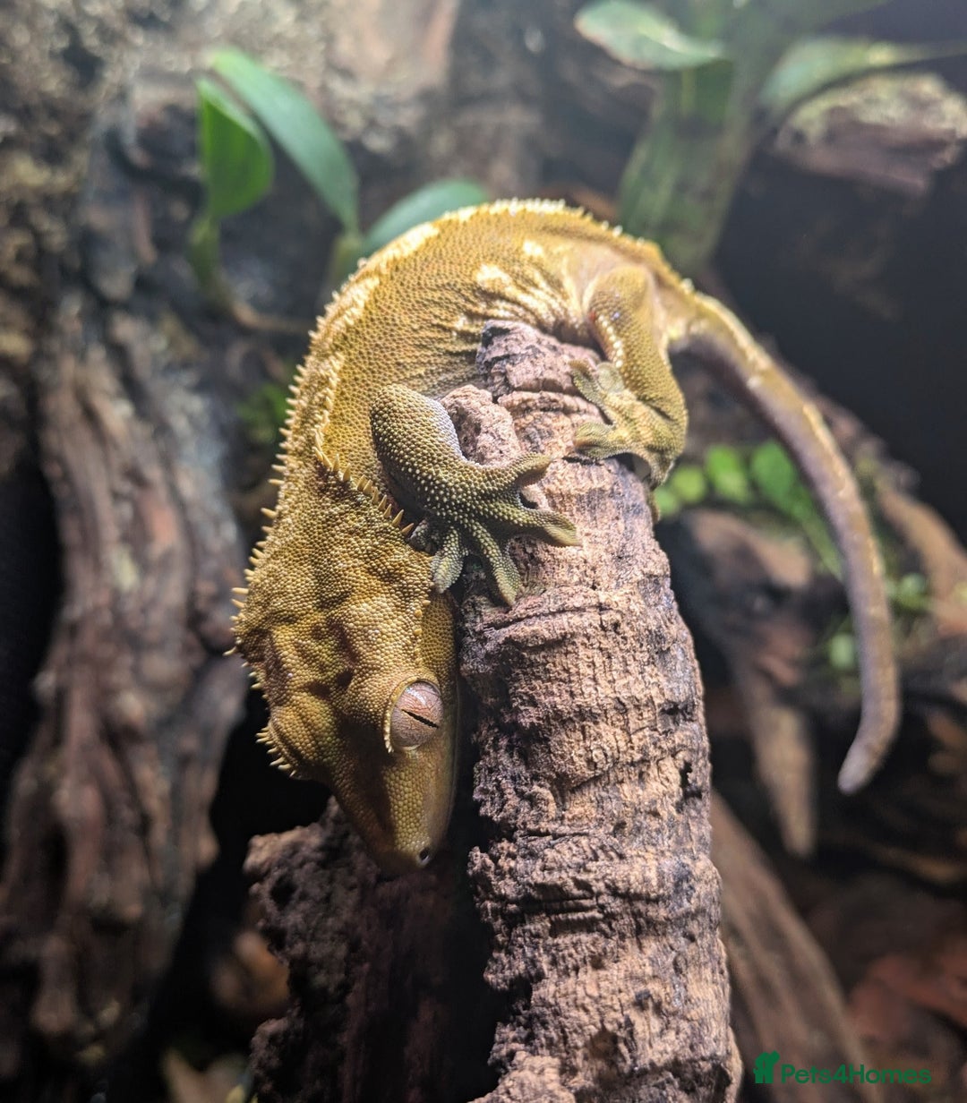 Gecko reptiles for sale: Flame Crested Gecko - Image 2