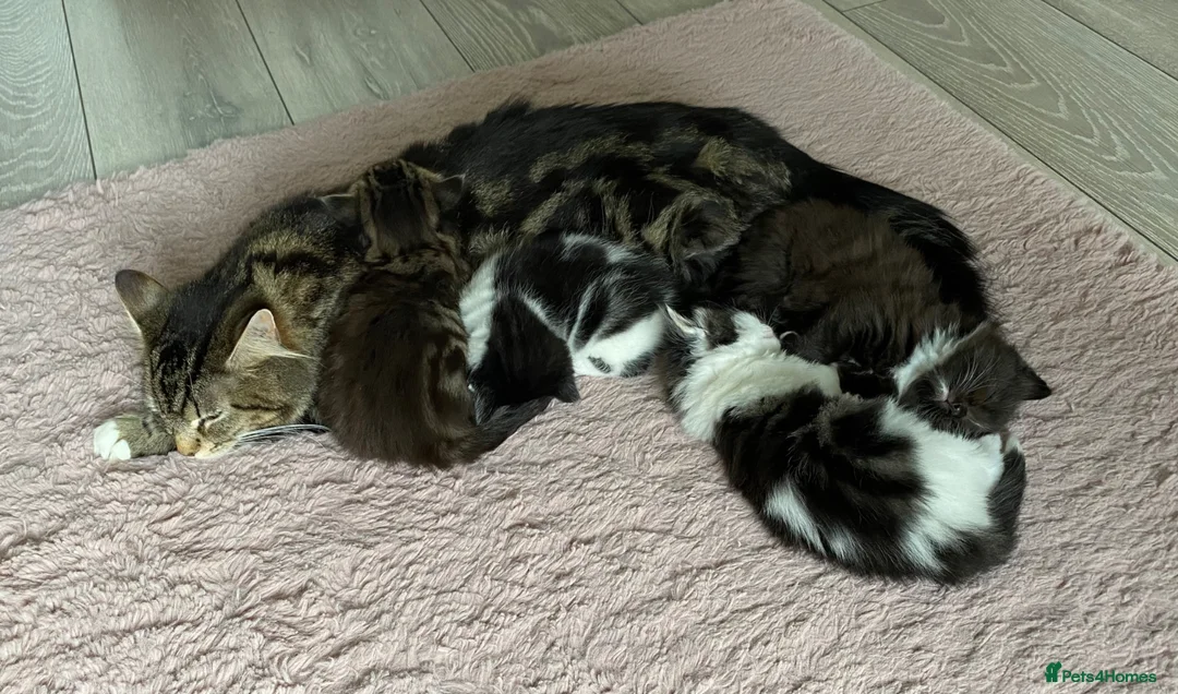 British Longhair cats for sale: 6 stunning kittens - Advert 2