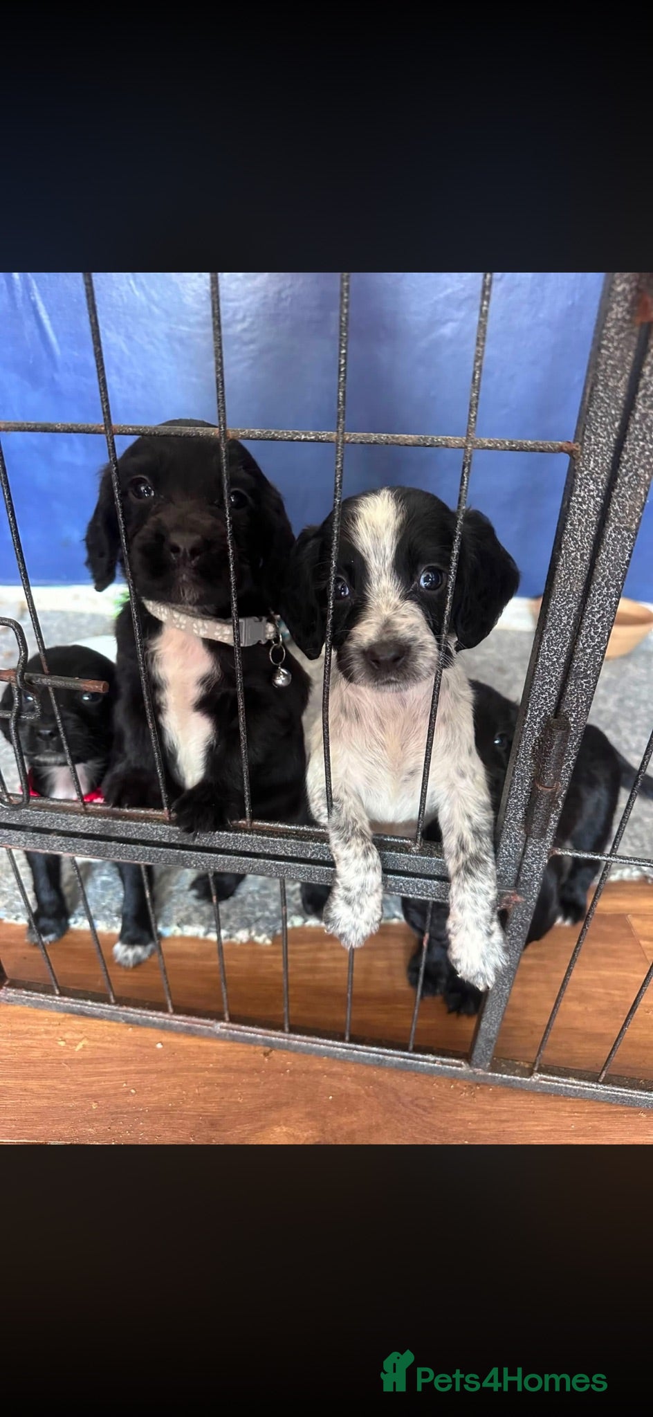 Sprocker dogs Beautiful cocker spaniel puppies  - Advert 5