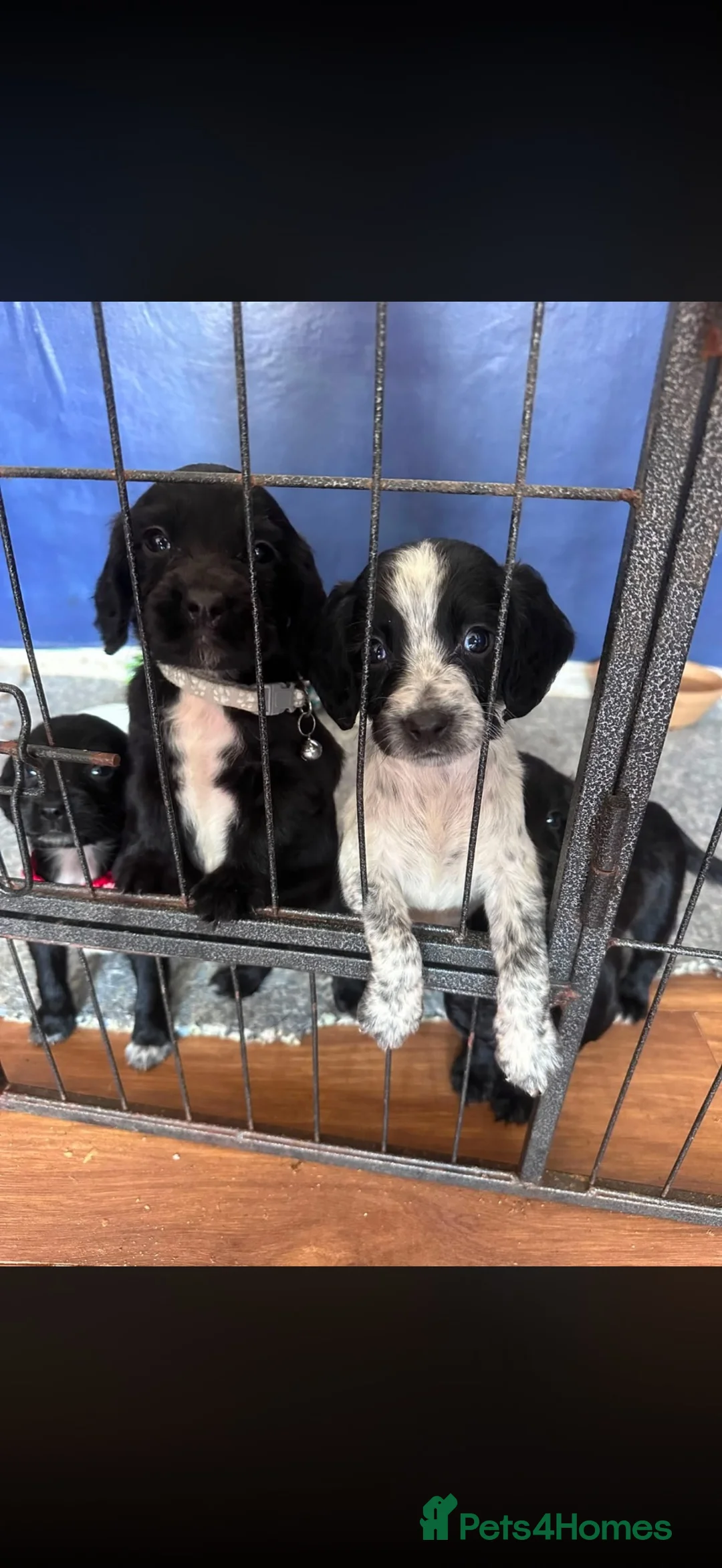 Sprocker dogs for sale: £995 EACH Beautiful cocker spaniel puppies  - Advert 1