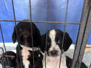 Sprocker dogs Beautiful cocker spaniel puppies - Advert 5