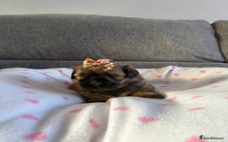 Shih Tzu dogs for sale: Shih tzu puppies - Image 2