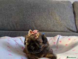 Shih Tzu dogs Shih tzu puppies - Advert 1