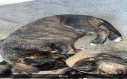 Mixed Breed dogs for sale: Stunning saluki greyhound puppies.  - Advert 40