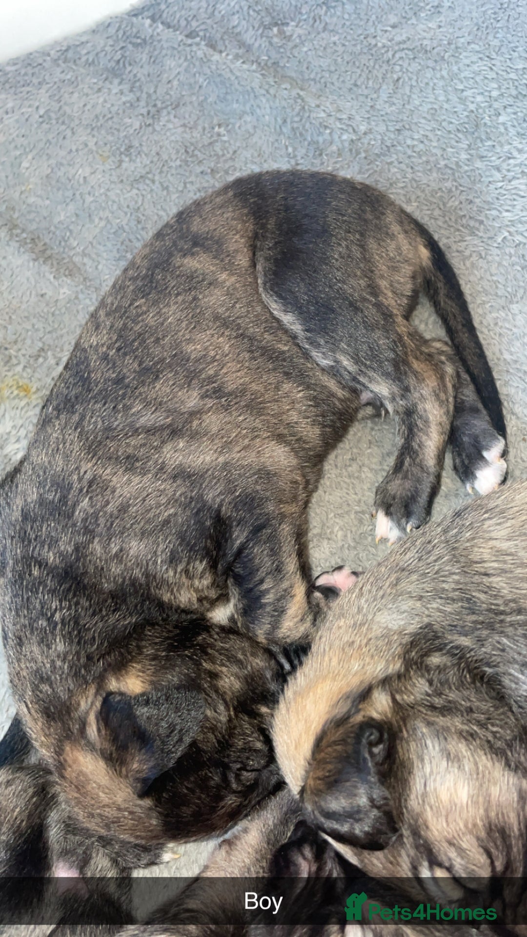 Mixed Breed dogs for sale: Stunning saluki greyhound puppies.  - Advert 40