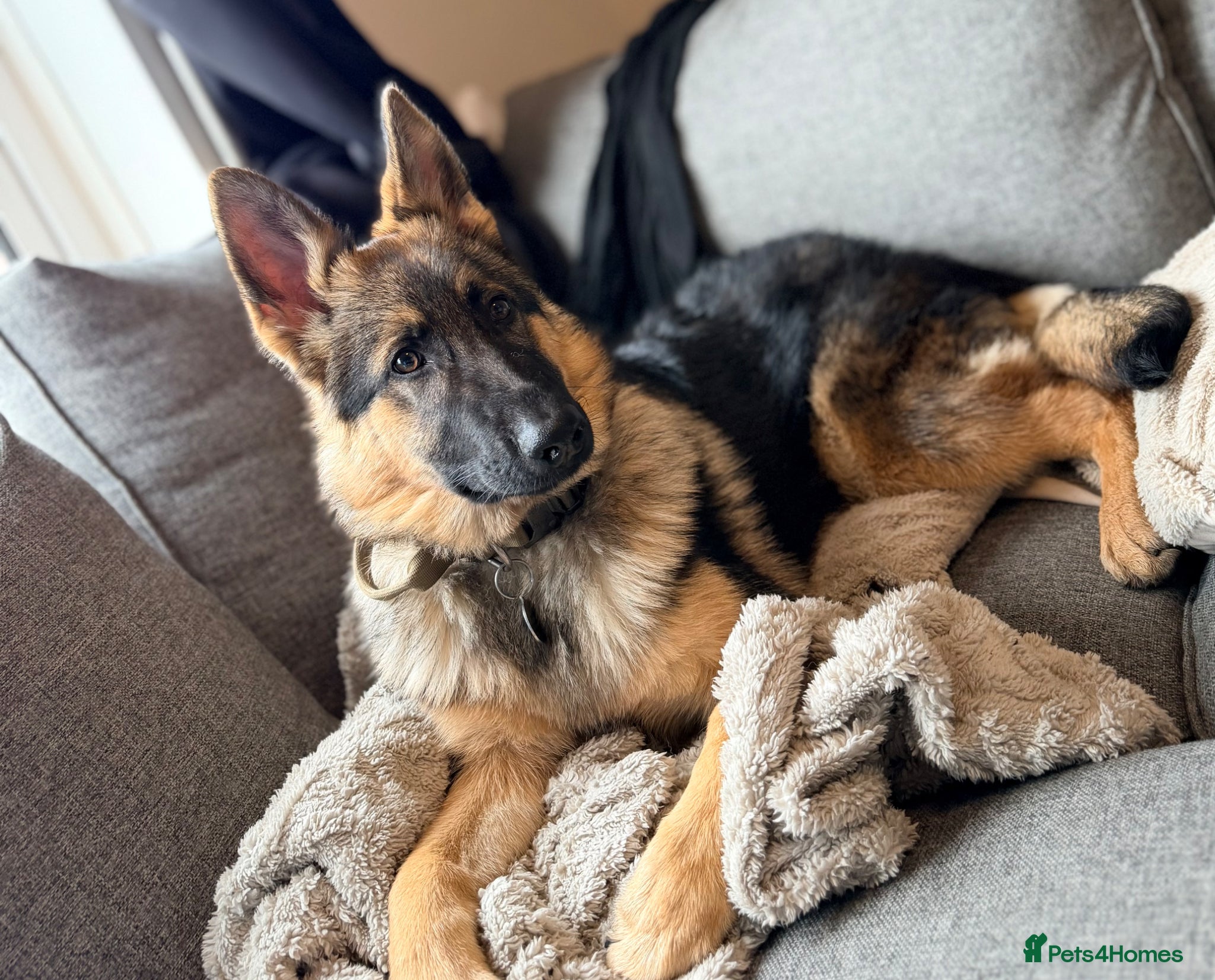 German Shepherd dogs 5 month old male German Shephard - Advert 13
