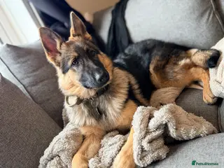 German Shepherd dogs 5 month old male German Shephard - Advert 1
