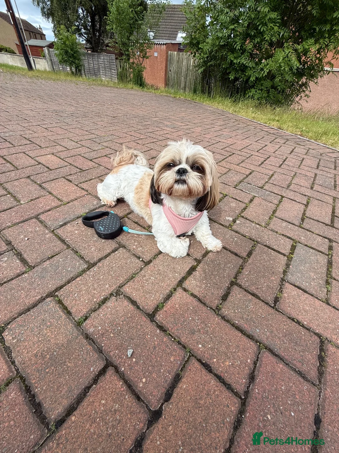 Shih Tzu dogs for stud: Looking for a Shih Tzu stud dog in Buckie - Advert 3