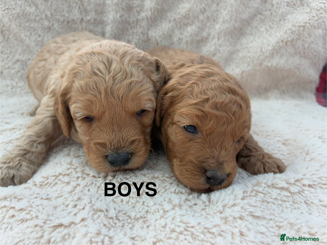 Miniature Poodle dogs for sale: Miniature Poodles  - Image 5