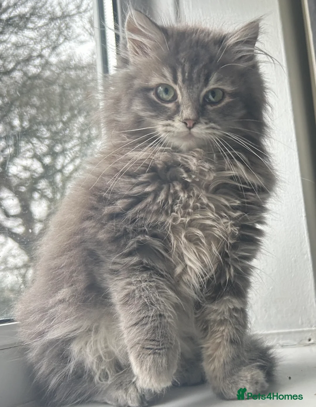 Siberian cats for sale: Siberian Adults for new Homes - Advert 2