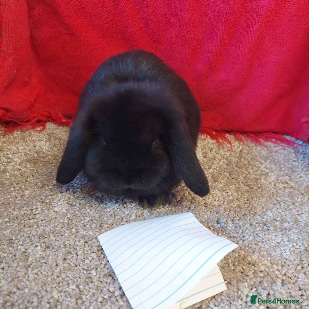 Mini Lop rabbits for sale: Minilop babys bucks & does  - Advert 8