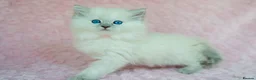 Ragdoll cats for sale: Stunning Ragdolls Available Now. - Advert 4