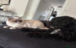Ragdoll cats for sale: Female ragdoll  - Image 1