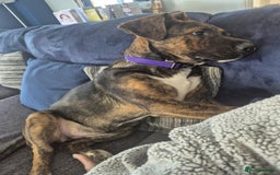 Mixed Breed dogs for sale: 11 month old staffy x Belgian Mali  - Image 2