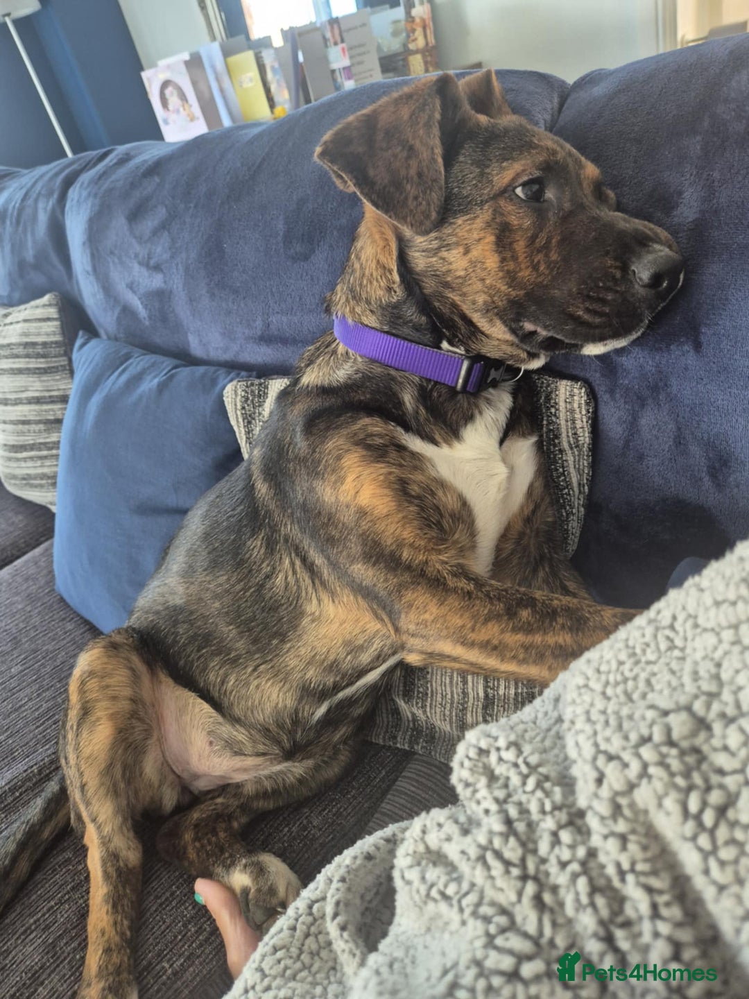 Mixed Breed dogs for sale: 11 month old staffy x Belgian Mali  - Image 2