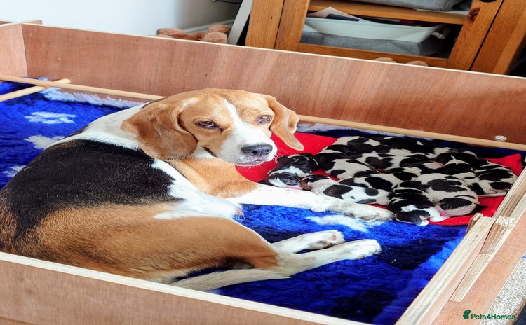 Beagle dogs - Advert 1