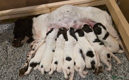 English Springer Spaniel dogs for sale: English Springer Spaniel Puppies - Image 2