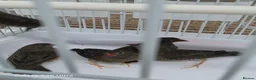 Finches birds for sale: African quailfinch for sale x5 - Advert 1