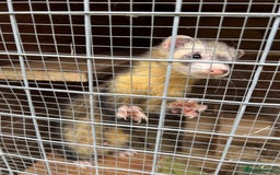 Ferret rodents for sale: Beautiful ferrets -  **  - Image 1