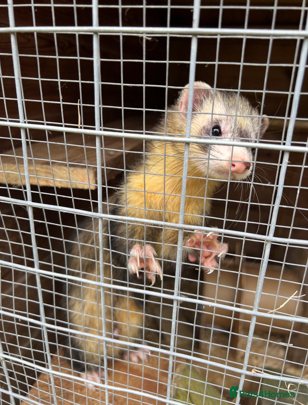 Ferret rodents for sale: Beautiful ferrets -  **  - Image 1