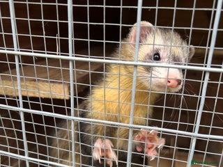 Ferret rodents for sale - Advert 1