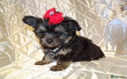 Maltese dogs for sale: XXXXS Tiny Maltese X Chihuahua F1 Malchi Boy Puppy - Image 3