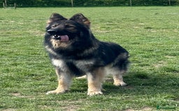 German Shepherd dogs for sale: Beautiful German Shepard puppies - Image 20