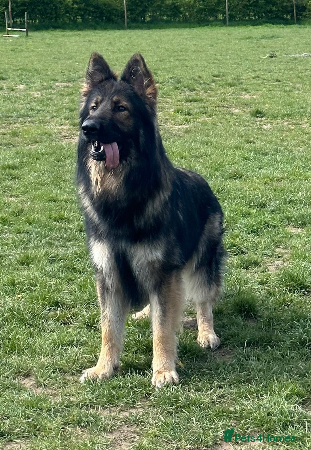 German Shepherd dogs for sale: Beautiful German Shepard puppies - Image 20