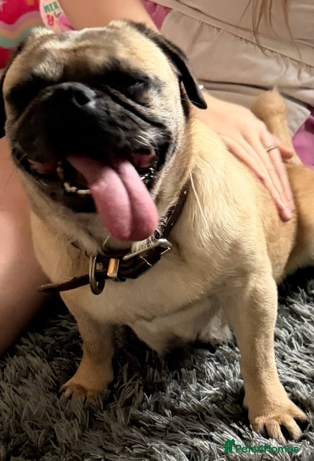 Pug dogs for sale: 5 year old pug  in Craven Arms - Advert 2