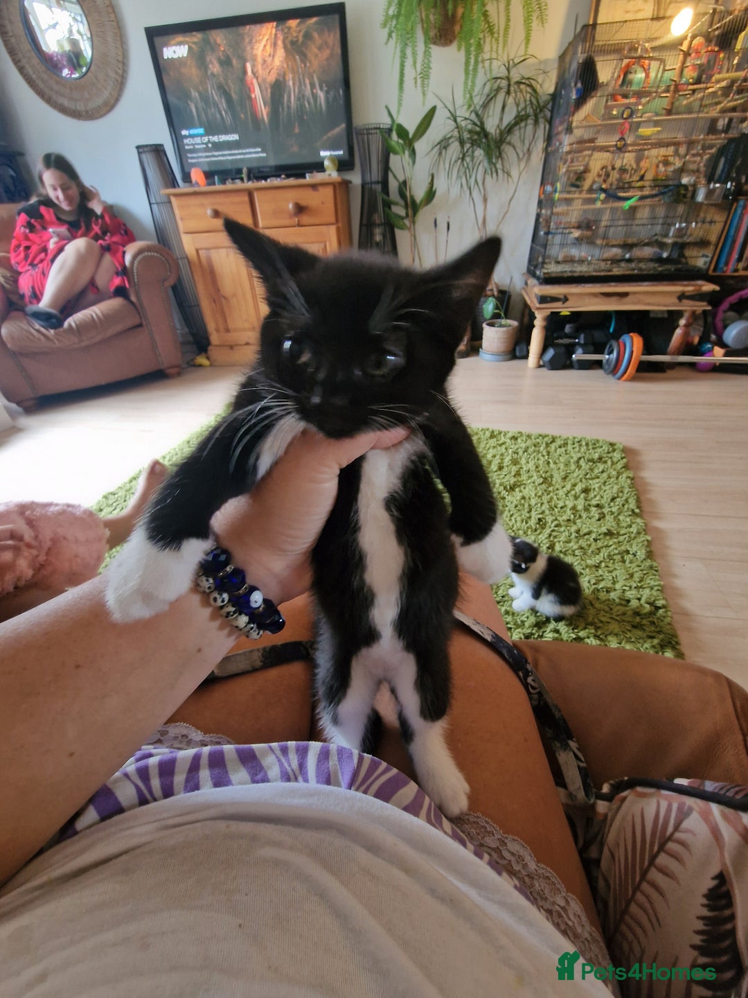 Mixed Breed cats for sale: Kittens - Image 37